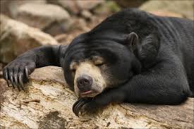 hibernating bear