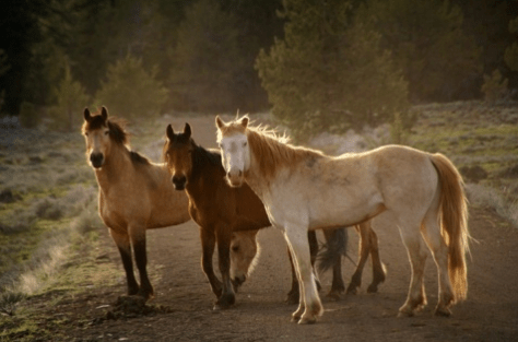 wild-horses-california